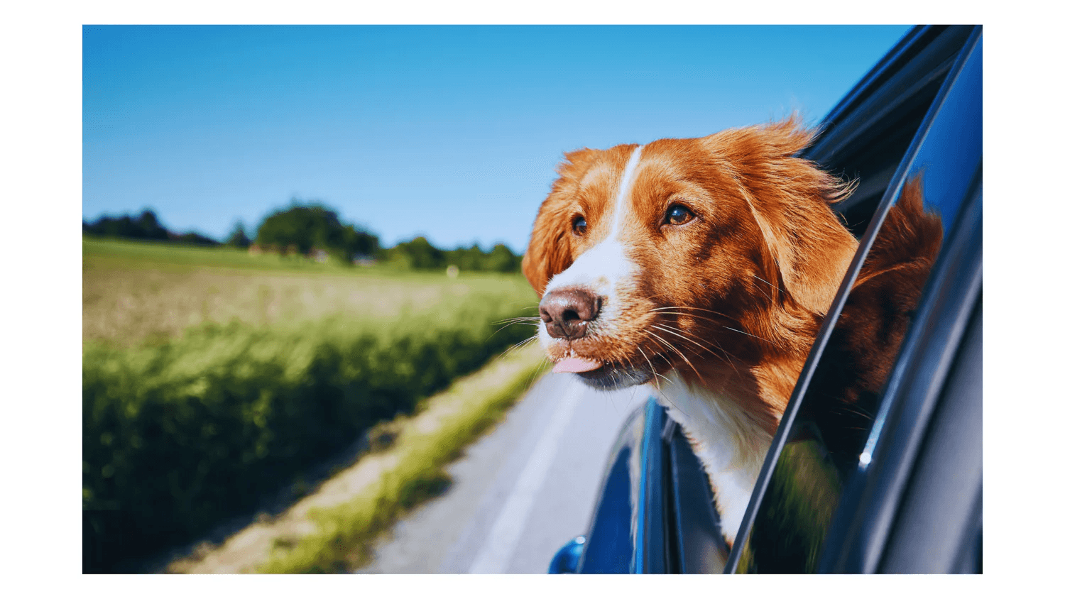 dog looking out of car