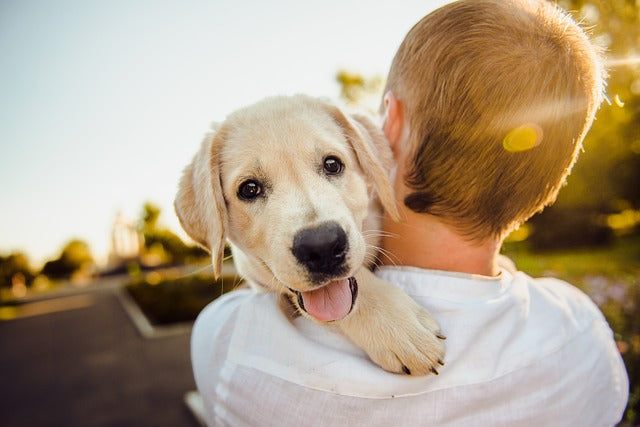 dog enjoying on man's shoulder