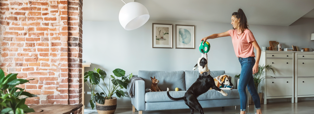 cat playing with dog