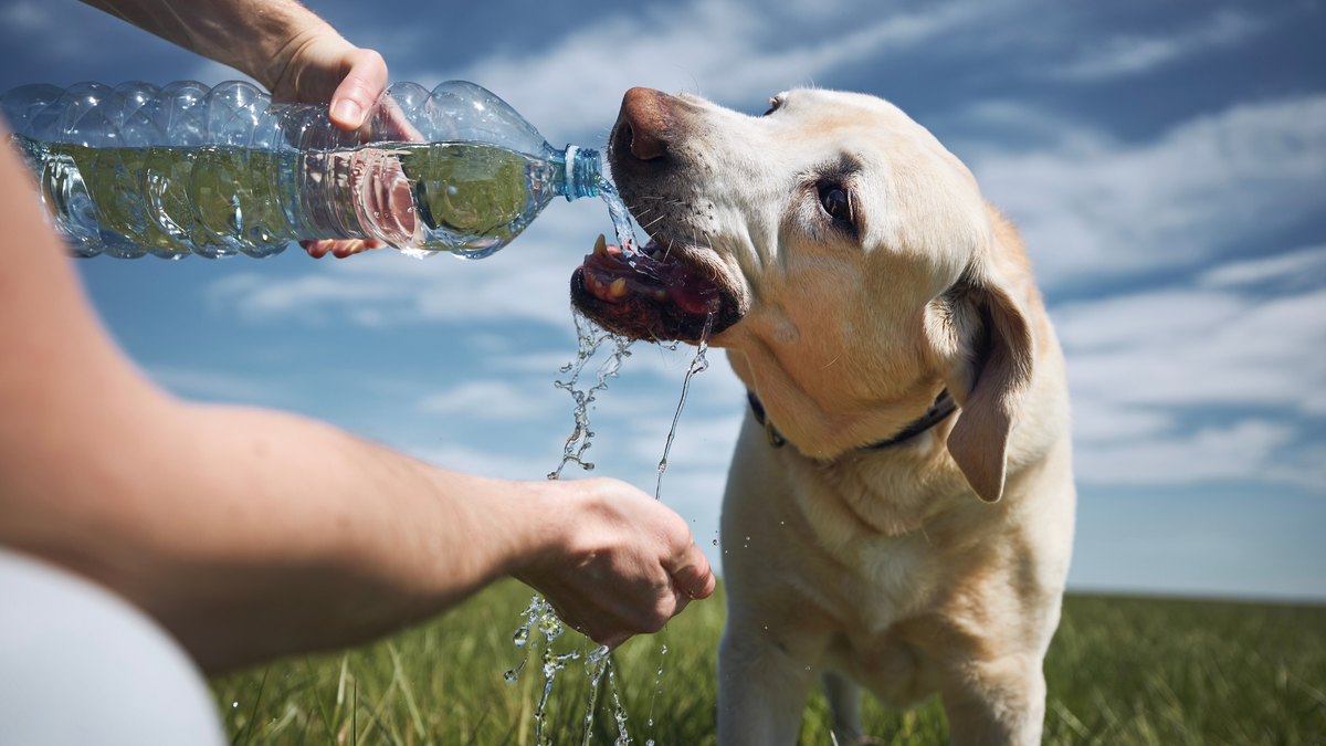 Signs of Heatstroke in Dogs Every Owner Should Know