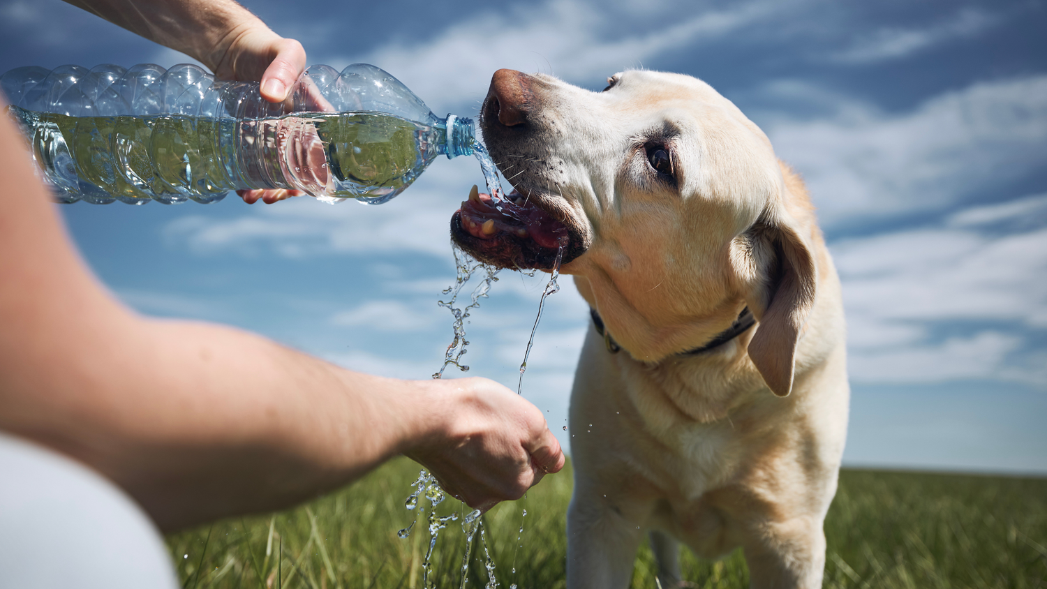 Signs of Heatstroke in Dogs Every Owner Should Know