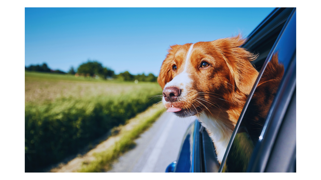 Adventure Awaits: Essential Tips and Gear for Traveling with Your Pet