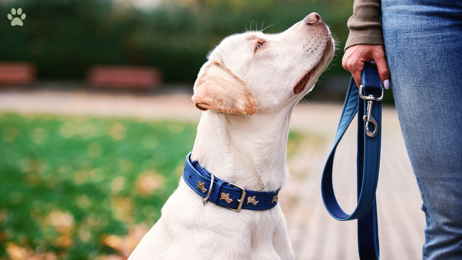 How to Remove a Tick From a Dog Safely: A Simple Step-by-Step Guide