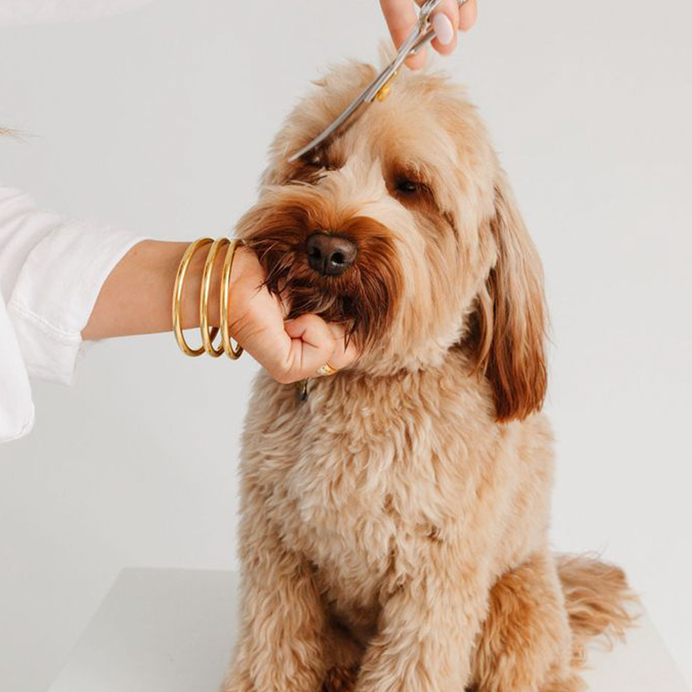 dog being groomed