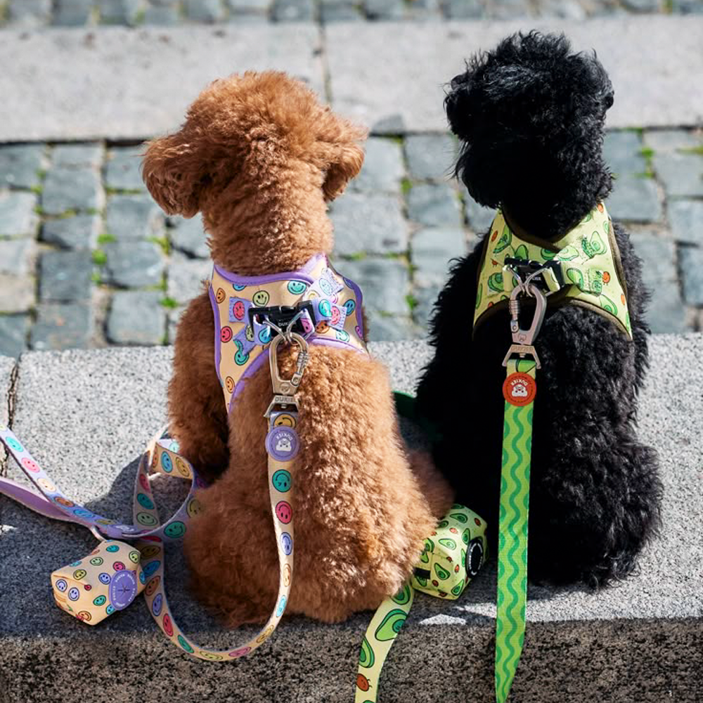 dogs with harnesses