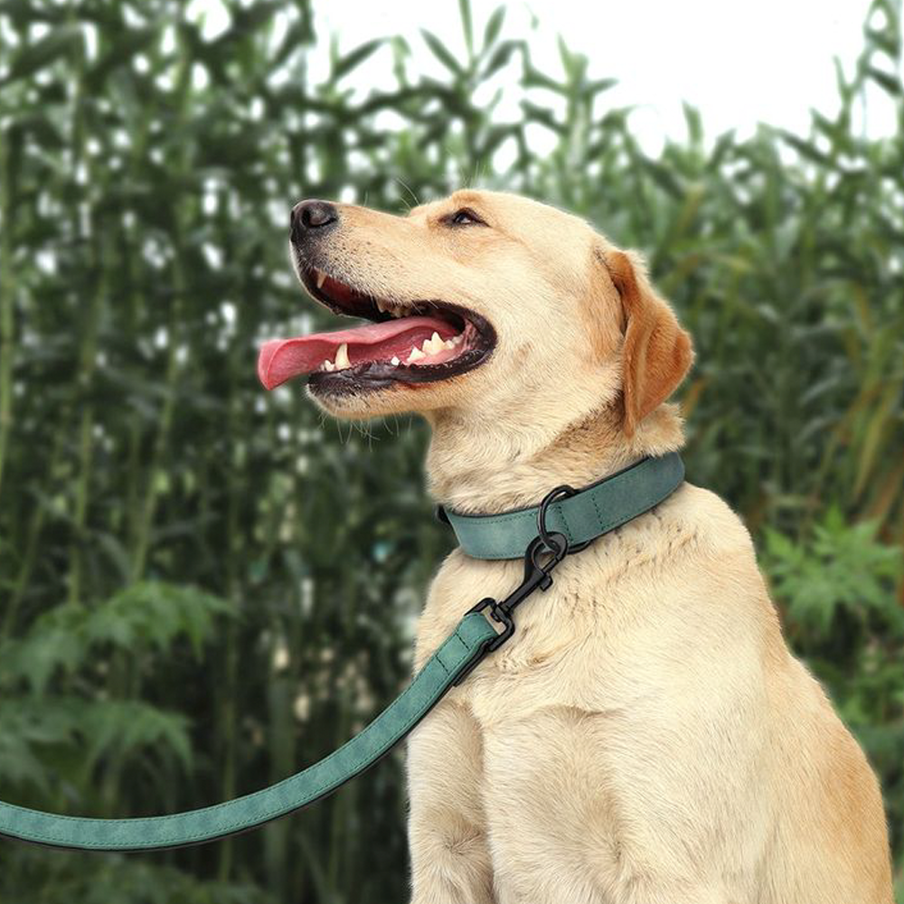 dog with harness