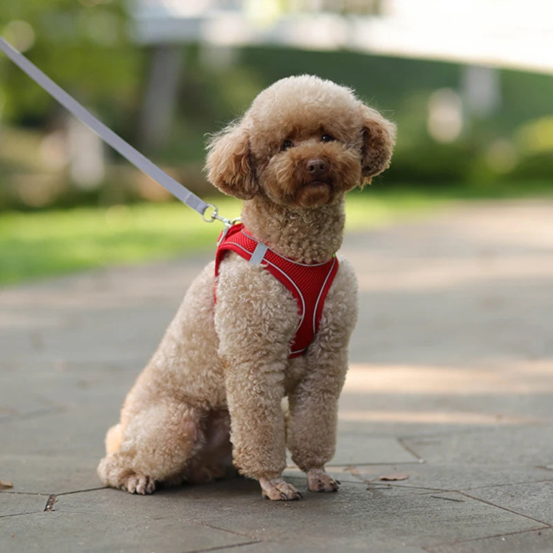 Adjustable Harness and Leash Set for Small Dogs