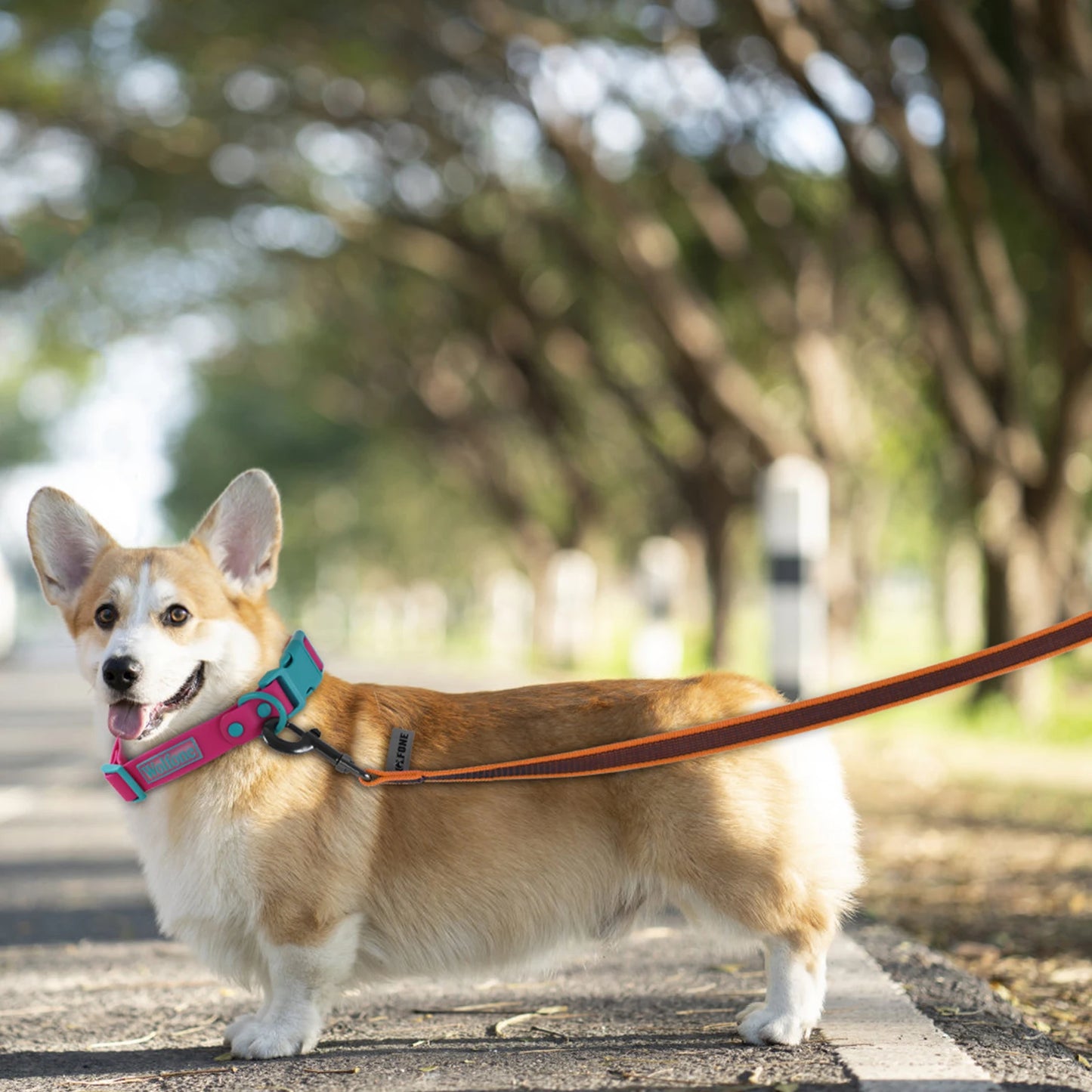 Durable Dual-Colour Long Dog Lead – 1.5M/3M/5M/15M – Easy & Convenient Training for Small to Medium Dogs