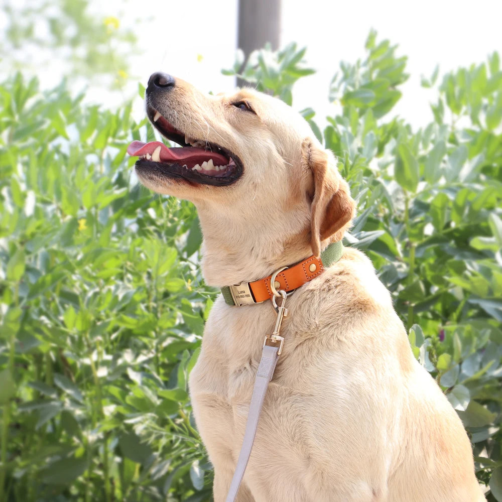 Personalised Nylon & Leather Dog Collar and Leash Set with ID Tag