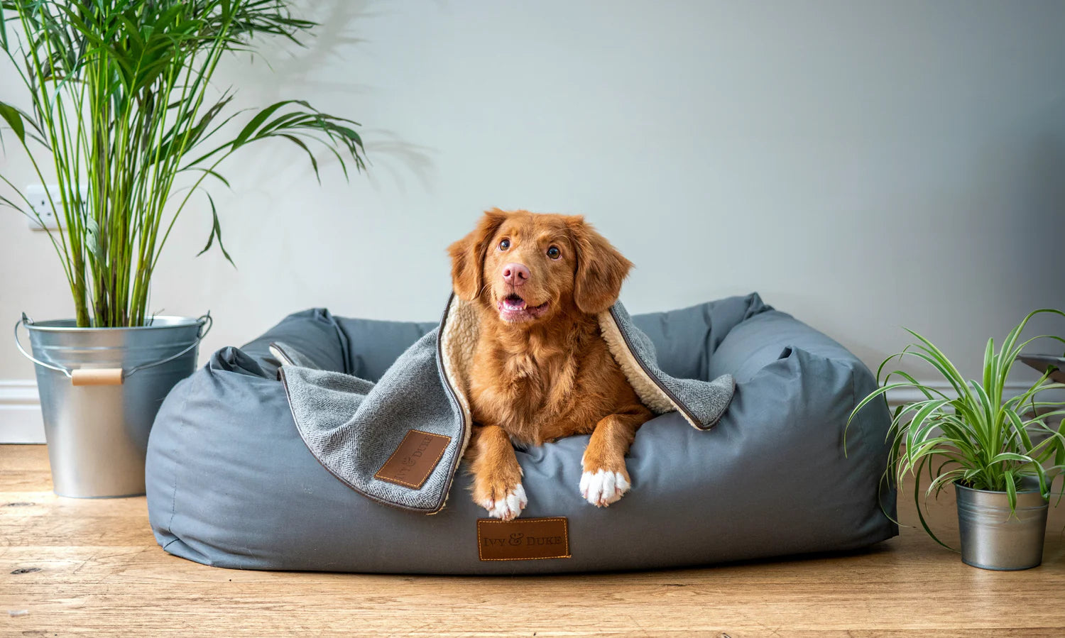 dog sitting on couch