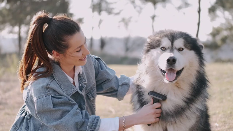 woman rubbing her dog with tool